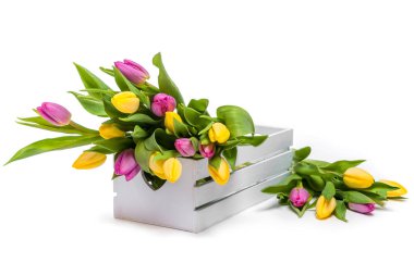 Bahar çiçekleri. Beyaz kutu içinde çeşitli renklerde laleler. Bahar demeti. Sarı ve mor laleler. Kutlama. Sevgililer günü, bahar, Paskalya. Beyaz backgroundbouquet beyaz bir arka plan üzerinde beyaz ahşap kutu içinde çeşitli renklerde laleler, izole etmek
