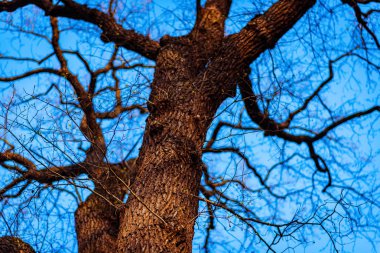 mavi gökyüzüne karşı yaprakları olmadan büyük eski ağaç. Kışın ağaç. Şube