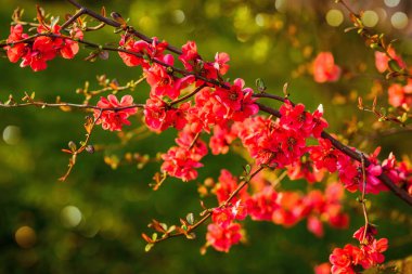 Bahar çiçekleri. Çiçekli çalı. pembe çiçekler ile Bush dalları. ekran koruyucu yay