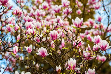 Magnolia ağacında Manolya, büyük pembe çiçekler. Parkta bahar. Çiçeklenme ağacı. Çiçekler ve tomurcuklar. yay monitörde ekran koruyucu. fotoğraf duvar kağıtları