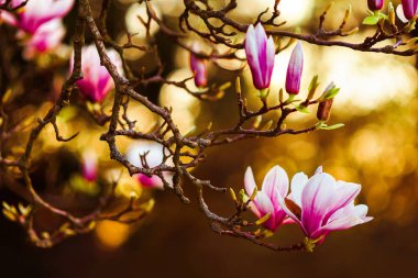 yay monitörde ekran koruyucu. fotoğraf duvar kağıtları. Magnolia ağacında Manolya, büyük pembe çiçekler. Parkta bahar. Akşam Parkı. Çiçeklenme ağacı. Çiçekler ve tomurcuklar. Güneşte büyük bir manolya ağacı.