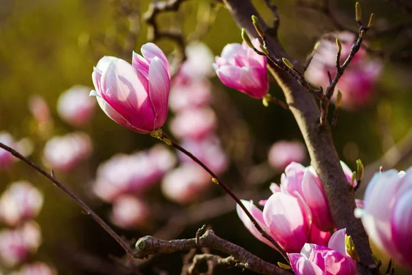 Magnolia.Large pink flowers on a magnolia tree. Spring in the park. Blooming tree. Flowers and Buds. screensaver on the spring monitor. photo wallpapers