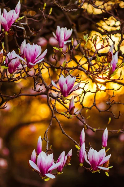 yay monitörde ekran koruyucu. fotoğraf duvar kağıtları. Magnolia ağacında Manolya, büyük pembe çiçekler. Parkta bahar. Akşam Parkı. Çiçeklenme ağacı. Çiçekler ve tomurcuklar. Güneşte büyük bir manolya ağacı.