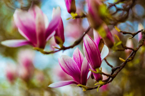 Magnolia.Large pink flowers on a magnolia tree. Spring in the park. Blooming tree. Flowers and Buds. screensaver on the spring monitor. photo wallpapers