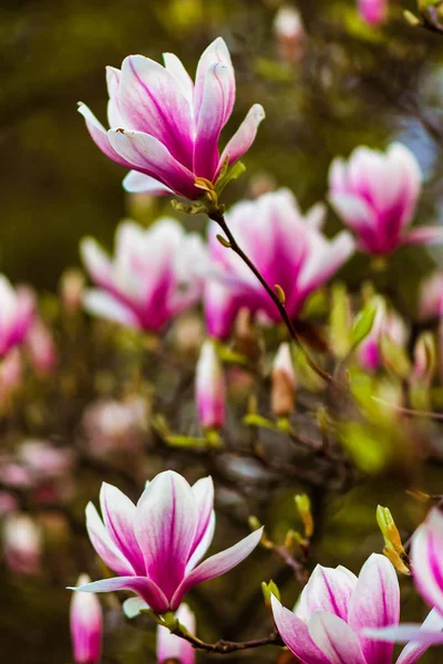 Magnolia.Large pink flowers on a magnolia tree. Spring in the park. Blooming tree. Flowers and Buds. screensaver on the spring monitor. photo wallpapers