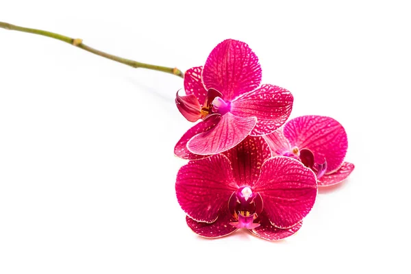 Orchids Red Flowers Blooming Branch Orchids Isolate White Background — Stock Photo, Image