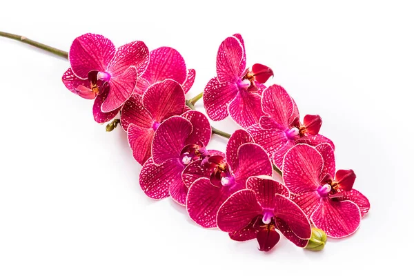Orquídeas Flores Vermelhas Ramo Florescente Orquídeas Isolar Fundo Branco — Fotografia de Stock