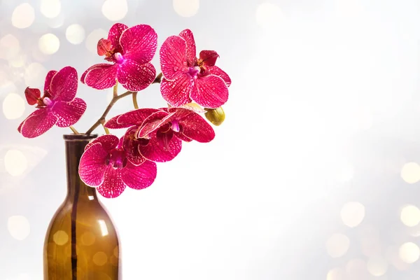 Orchids in a vase. Red flowers. Orchid flower frame. Background of flowers and bokeh