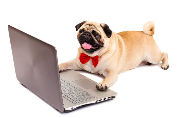 Dog Pug Laptop Smart Dog Bow Tie Isolate White Background — Stock Photo, Image