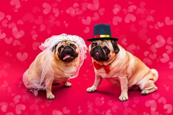 Noiva Cão Noivo Dois Pugs Casamento Cães Noiva Noivo — Fotografia de Stock