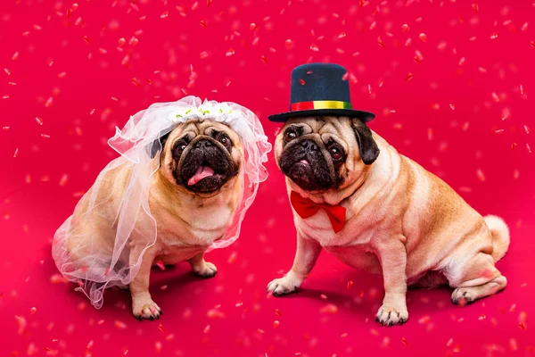 Noiva Cão Noivo Dois Pugs Casamento Cães Noiva Noivo — Fotografia de Stock