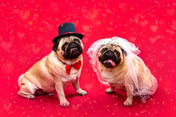 Hond Bruid Bruidegom Twee Pugs Hond Bruiloft Bruid Bruidegom — Stockfoto