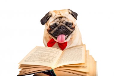 Köpek pug. Akıllı köpek kitap okuyor