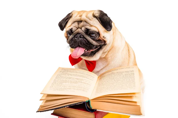 Pies Pug Inteligentny Pies Czytając Książkę — Zdjęcie stockowe