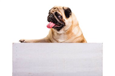 Dili dışarı sarkık sevimli bir köpek beyaz bir tahta kutuda oturuyor. Beyaz arkaplanda izole et