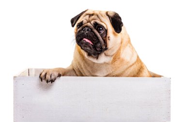 Dili dışarı sarkık sevimli bir köpek beyaz bir tahta kutuda oturuyor. Beyaz arkaplanda izole et