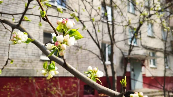 Piękne Pachnące Wiosenne Kwiaty Niżny Nowogród Rosja — Zdjęcie stockowe