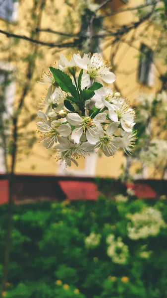 Hermosas Fragantes Flores Primavera Nizhny Novgorod Rusia — Foto de Stock