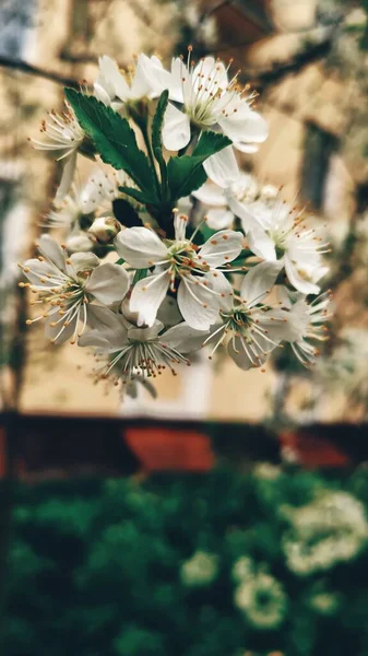 Hermosas Fragantes Flores Primavera Nizhny Novgorod Rusia — Foto de Stock