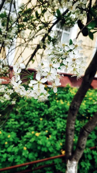 Lindas Perfumadas Flores Primavera Nizhny Novgorod Rússia — Fotografia de Stock