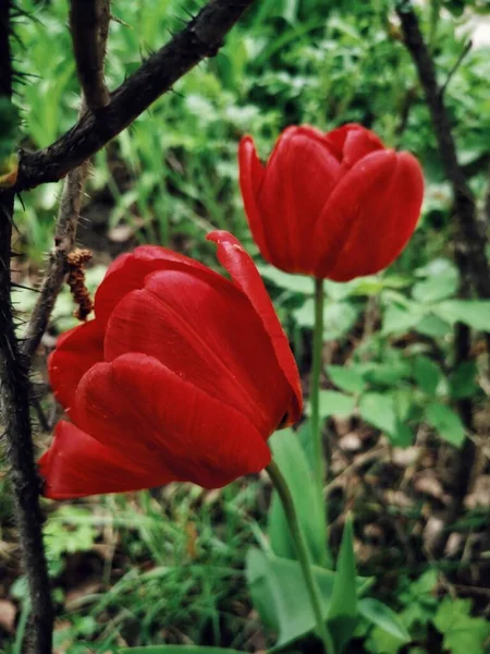 Fleurs Printanières Belles Parfumées Nijni Novgorod Russie — Photo