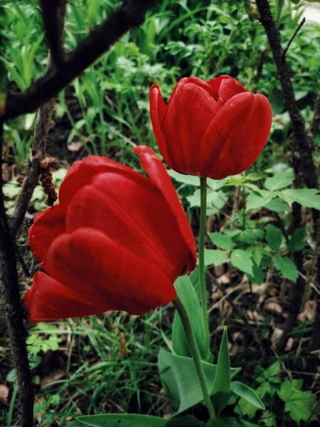 Fleurs Printanières Belles Parfumées Nijni Novgorod Russie — Photo