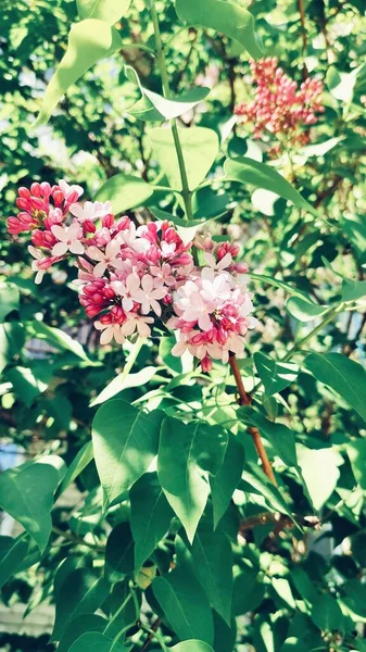 Fleurs Printanières Belles Parfumées Nijni Novgorod Russie — Photo