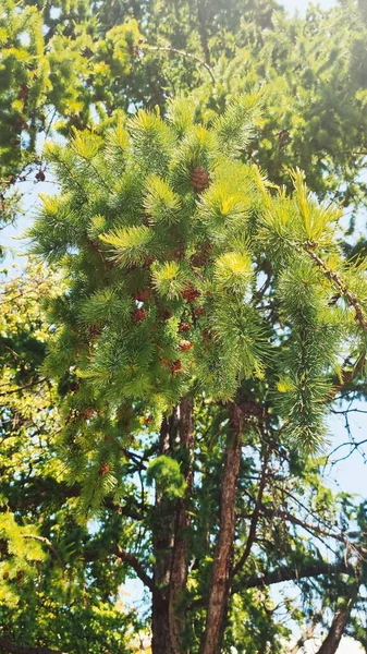 Mütevazı, genç Noel ağacı, Nizhny Novgorod bölgesi, Rusya