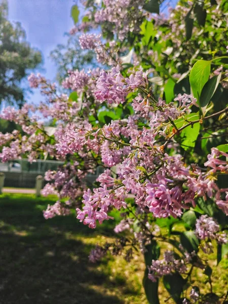 Güzel ve güzel kokulu bahar çiçekleri, Nizhny Novgorod, Rusya