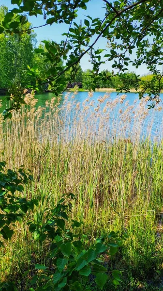 Lac Village Calme Entouré Par Une Belle Nature Région Nijni — Photo