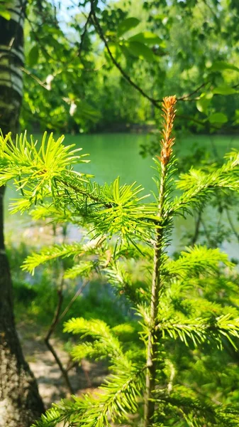Rusya 'nın Nizhny Novgorod bölgesinde güzel bir gölün arka planında mütevazı, genç bir Noel ağacı.