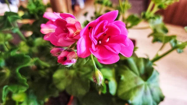 Beauté Des Fleurs Maison Nijni Novgorod Russie — Photo