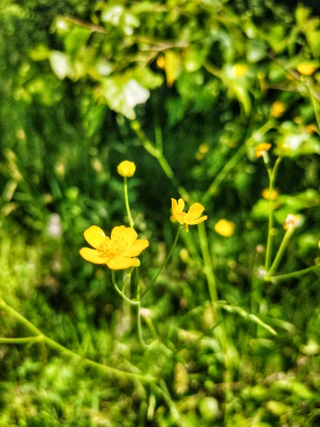 Güzel ve güzel kokulu bahar çiçekleri, Nizhny Novgorod, Rusya