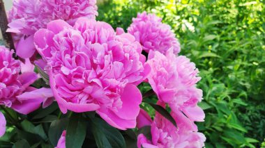 Güzel ve güzel kokulu bahar çiçekleri, Nizhny Novgorod, Rusya