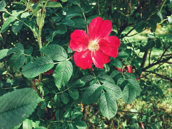 Fleurs Printanières Belles Parfumées Nijni Novgorod Russie — Photo