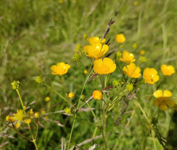 Güzel ve güzel kokulu bahar çiçekleri, Nizhny Novgorod, Rusya