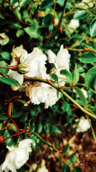 Güzel ve güzel kokulu bahar çiçekleri, Nizhny Novgorod, Rusya