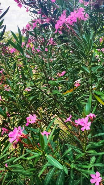 Malerische Und Duftende Blumen Von Foros — Stockfoto