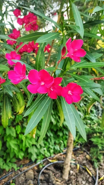 Malerische Und Duftende Blumen Von Foros — Stockfoto