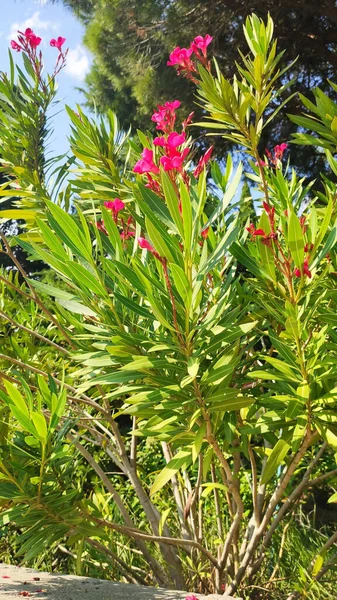 Malerische Und Duftende Blumen Von Foros — Stockfoto