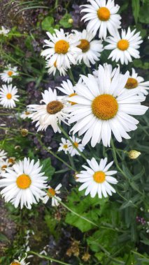 Nizhny Novgorod tarlalarının yaz bitkileri, Chkalovsk, Rusya