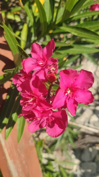 Malerische Und Duftende Blumen Von Foros — Stockfoto