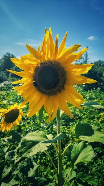 Nizhny Novgorod tarlalarının yaz bitkileri, Chkalovsk, Rusya