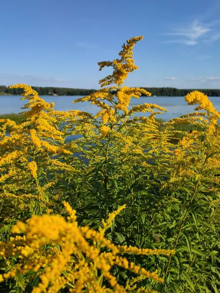 Végétation Estivale Des Champs Nijni Novgorod Tchkalovsk Russie — Photo