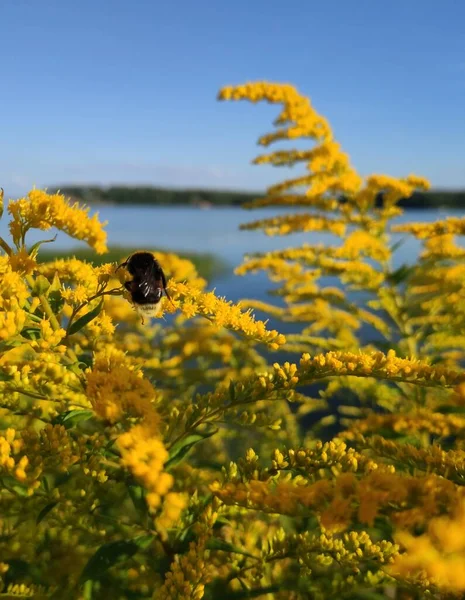 Nizhny Novgorod tarlalarının yaz bitkileri, Chkalovsk, Rusya