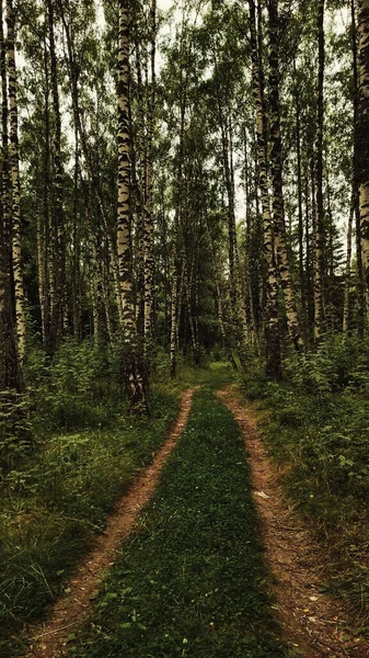 Büyüleyici Nizhny Novgorod Ormanı, Chkalovsk, Rusya