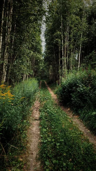 Charmante Forêt Nijni Novgorod Tchkalovsk Russie — Photo
