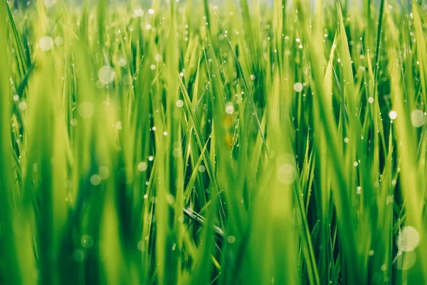 Bokeh damlacıkları ile güzel yeşil çimlerin üzerine kapatın. Çim alan yakın çekim. 