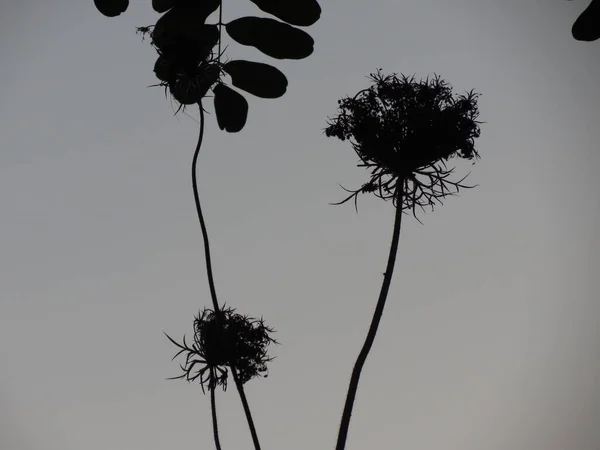 Herfst Bloemen Bij Zonsondergang Van Dag Abstracte Zaden — Stockfoto