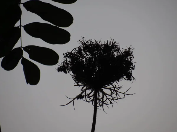 Herfst Bloemen Bij Zonsondergang Van Dag Abstracte Zaden — Stockfoto